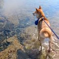 初めて海に来た元保…
