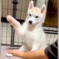 ハスキー子犬に『お…