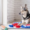 犬の「心の健康」を…