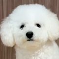 犬をトリミングに連…