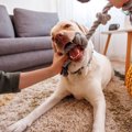 犬が夢中になる『お…