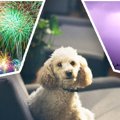 ８月は犬の迷子が急…