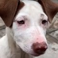 『犬の国』ネパール…