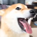 お父さんが2週間ぶり…