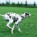 犬に適したダイエッ…
