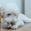 犬が『自分の手足を…
