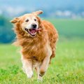 犬に長生きをしても…