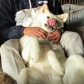 抵抗しても無駄！抗…