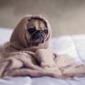 犬を病気になりやす…