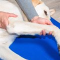 犬のツボ押しマッサ…