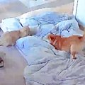 朝、機嫌が悪かった…