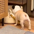 子犬が"几帳面…