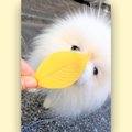 『食べられないので…