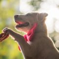 犬が『オテをしてく…