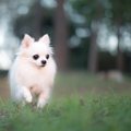 犬が急に『ピタッと…