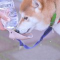 犬の『夏の散歩』で…