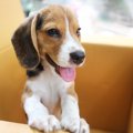 犬がダンボールをか…