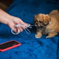 犬がしていたら『超…