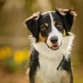 犬を飼い始めた人が…