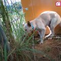元野犬のリハビリに…