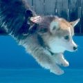 短足の犬が『プール…