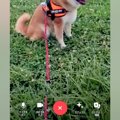 夫が犬の散歩に出か…
