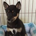 ドッグレスキュー！…