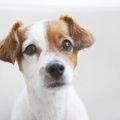 叱るのが正解？犬が…