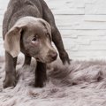 愛犬がオムツを嫌が…
