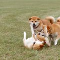 犬同士の喧嘩が起こ…