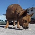 妊娠中の野良犬を保…