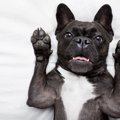 犬がビックリしたと…