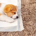 犬がトイレシートを…