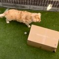 大型犬に『遊んでい…