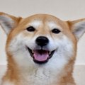 犬が『ヒコーキ耳』…