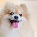 犬は褒められるのと…