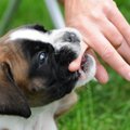 興奮すると飼い主を…