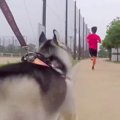 早朝5時、ハスキー犬…