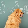 犬に『算数』はでき…