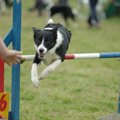 愛犬との絆も深まる…