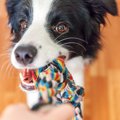犬とおもちゃで遊ぶ…