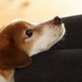犬がいつもより甘え…