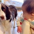 『赤ちゃんと犬が仲…