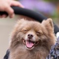 犬の目が見えなくな…