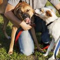 優しかった犬が突然…