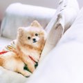 犬のノミダニ対策に…