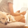 犬がソファーに乗る…