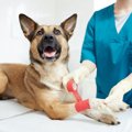 犬が体のどこかに怪…