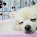 犬のほんわかする話…