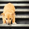 犬が階段から降りら…